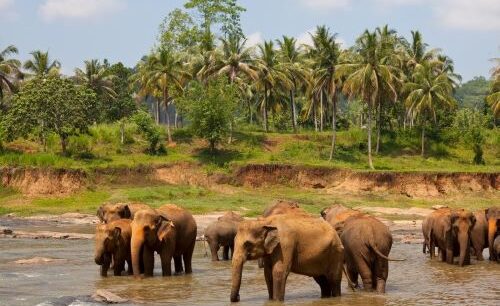 Srilanka