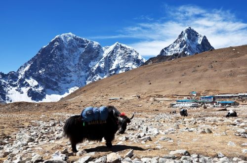 yak-nepal_658691-289